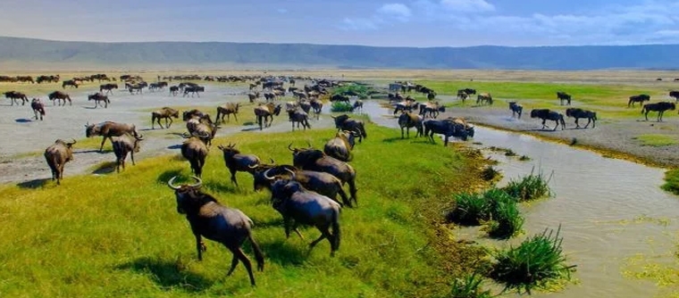 Ngorongoro Conservation area